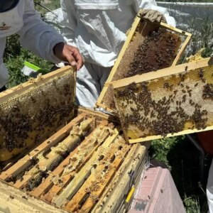 ardahan cicek balinda bereketli hasat gBYli7AR