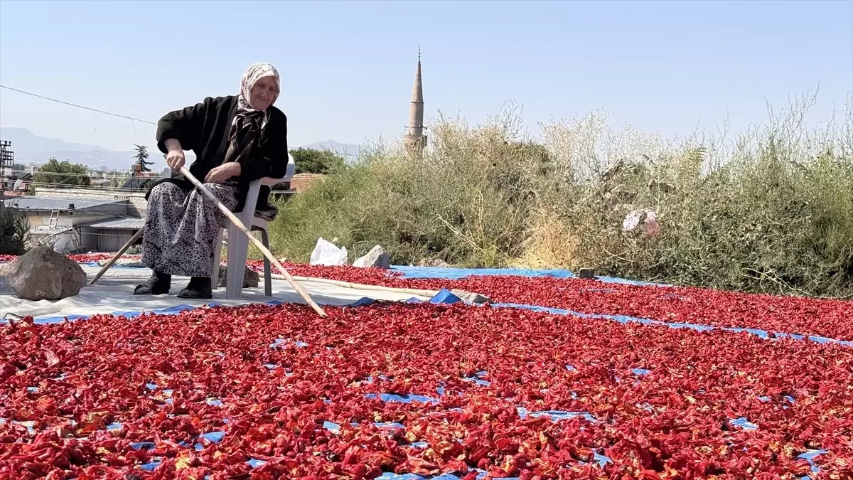 cirgalan biberi lezzetin kaynagi a9RqYM3I