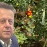 Haber gorseli